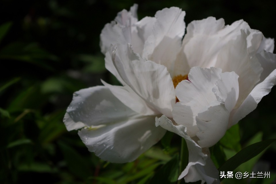芍药花开的季节等你欣赏,芍药花开如诗如画