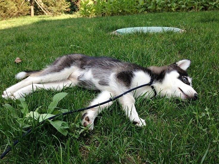 论哈士奇能有多聪明,哈士奇的智商和训犬师