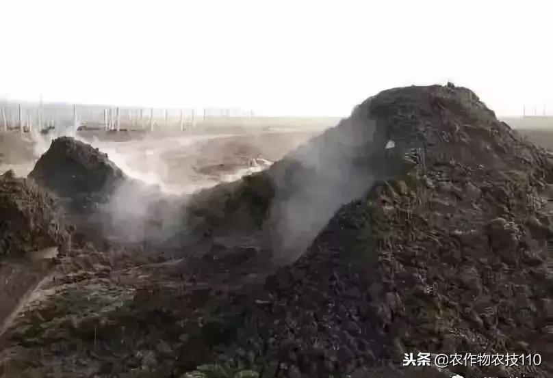 鸡粪羊粪和牛粪哪个肥效高,鸡粪和牛粪做底肥哪个好