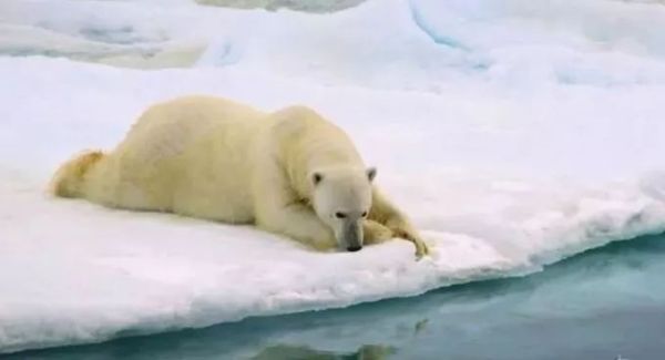 盘点各种呆萌生物,萌萌哒的动物图片大全