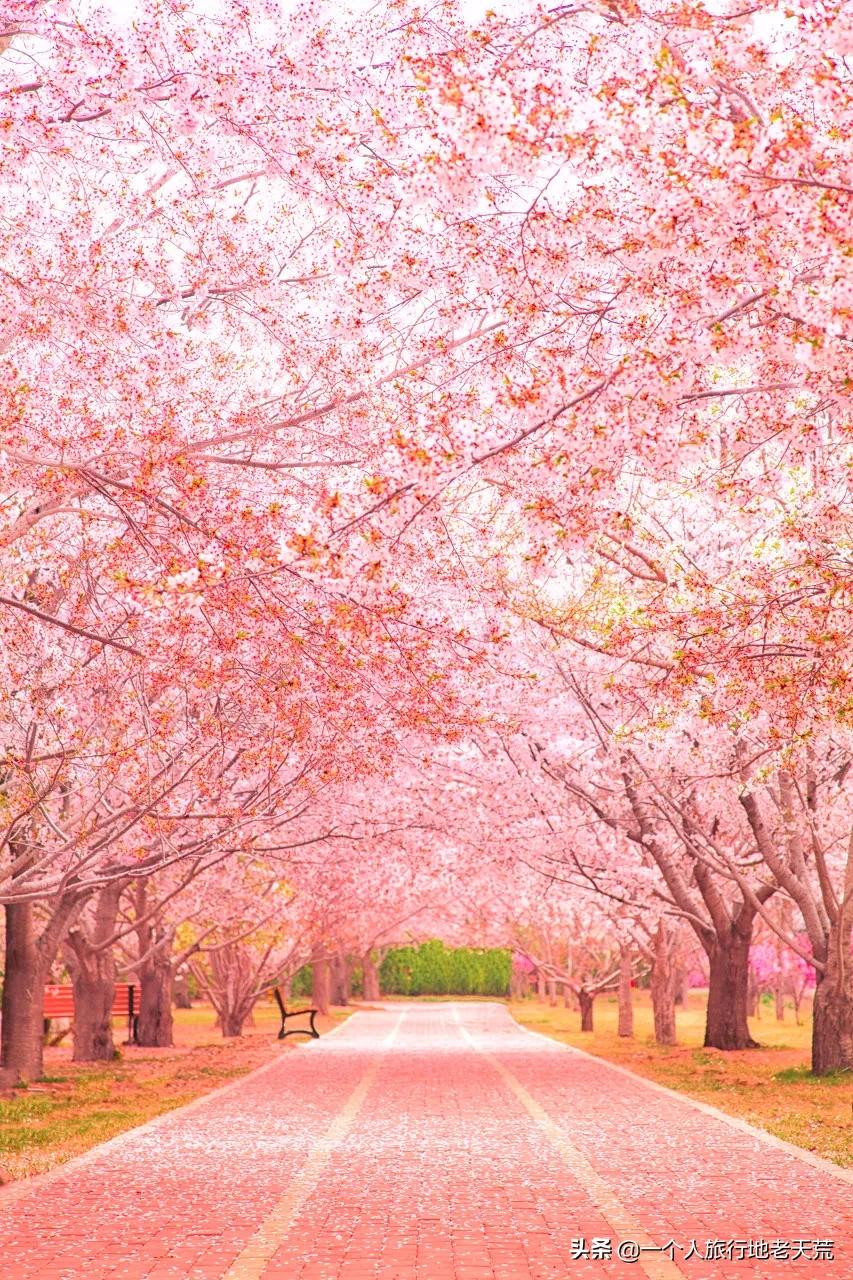 北方这座海滨老城，樱花不输日本，浪漫更胜巴黎