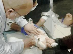 救助的流浪猫绝育,流浪猫因为绝育后生病了怎么办