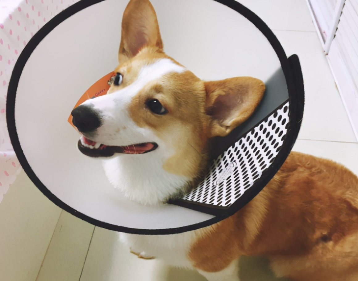 宠物医院套路深怎么办,揭秘无良宠物医院套路