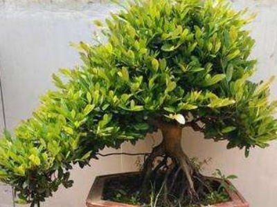 雀舌黄杨用什么花盆好看,雀舌黄杨盆景怎么养