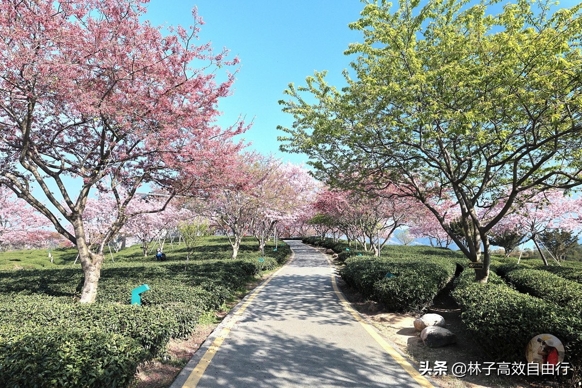 千亩茶山，十里樱花，永福樱花正值颜值巅峰，看完这篇绝不踩坑