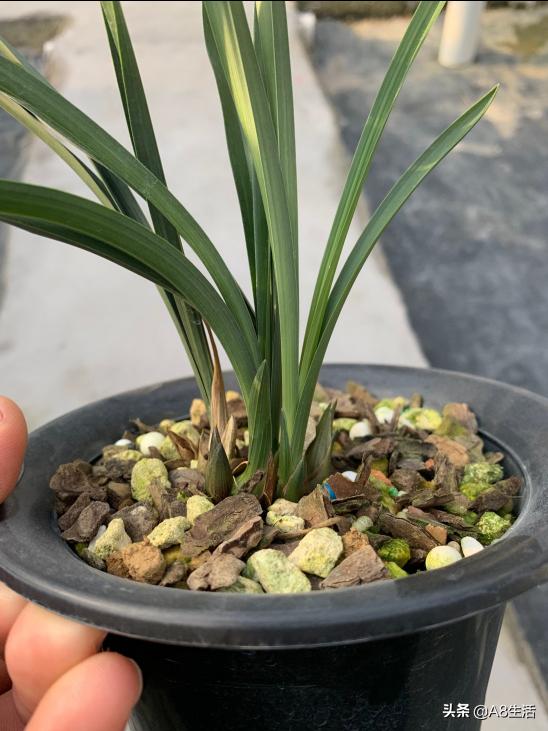 春兰名品兰花,春兰兰花名品图鉴