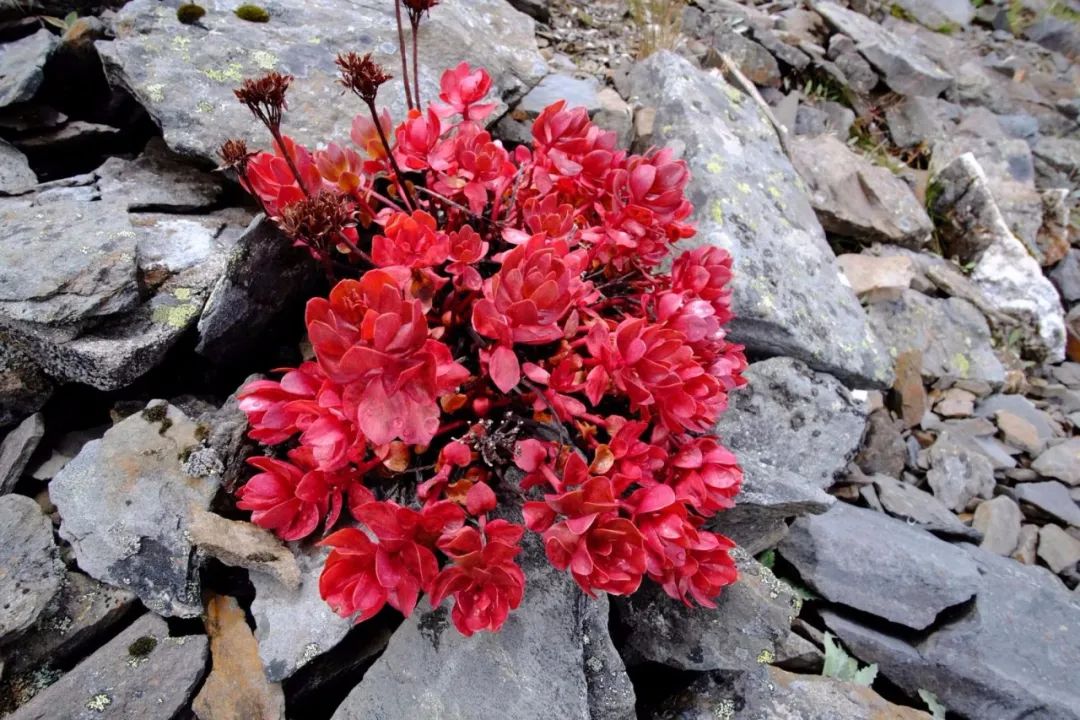 在曹县该开什么车？内附三吱和同性520表白