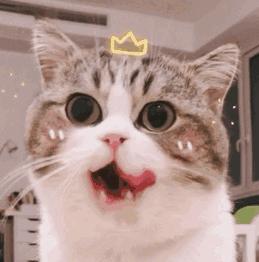 生肉如何处理喂猫,幼猫喂生肉的正确方法