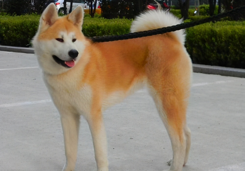 狗狗项圈怎么选,边境牧羊犬如何选择项圈