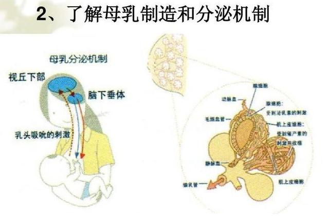 男性催乳师越来越火，年轻宝妈鼓起勇气尝试，过后感觉：吃亏