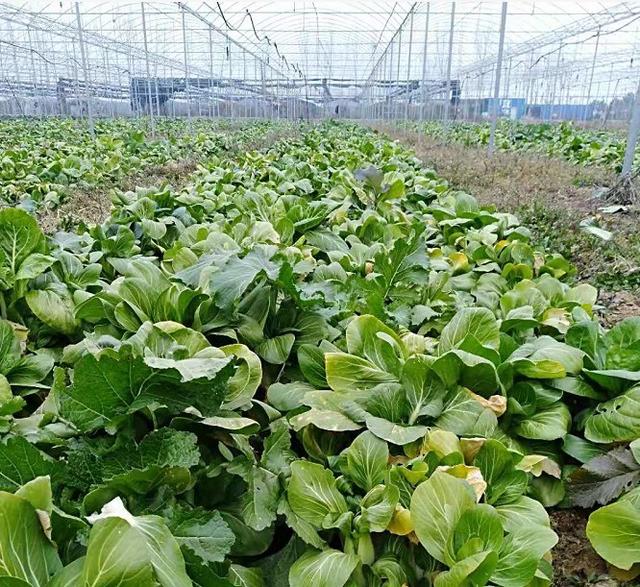 农村生活新鲜采摘纯天然绿色蔬菜,自家菜地里采摘天然无公害的蔬菜