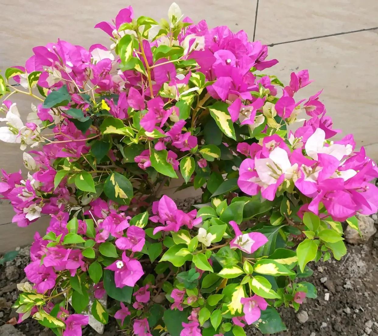 2021年大火的10个三角梅品种，图名并茂欢迎认领，看有无你喜欢的