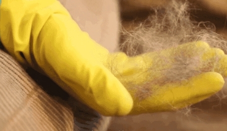 快速清理沙发上猫毛的方法,家里猫是怎么清理床单沙发的猫毛