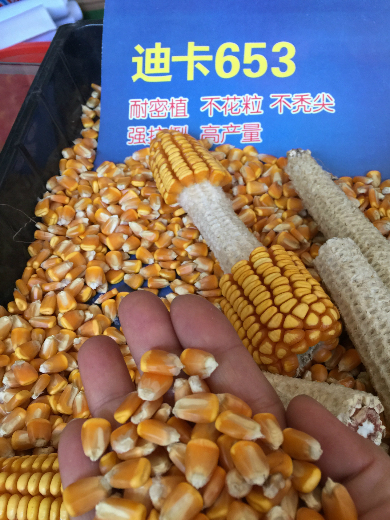 迪卡653高产排名第几名,迪卡653高产不一般