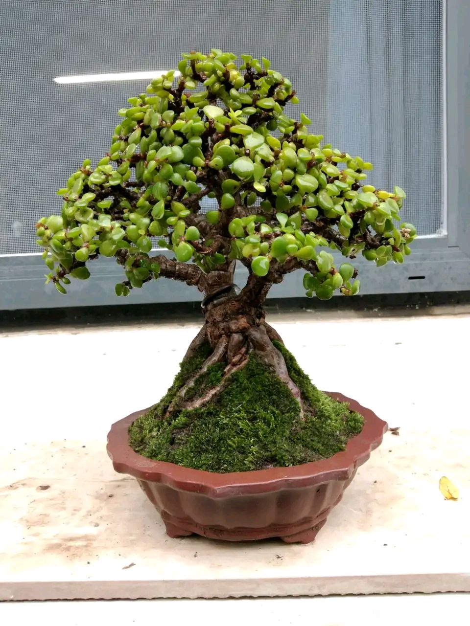 金枝玉叶的叶子一直干怎么回事,金枝玉叶叶子一碰就掉什么原因