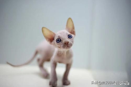 辟谣：无毛猫不是一个猫品种，也算不上是猫咪过敏者的福音