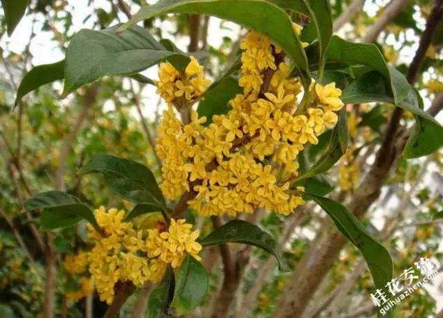 赏花时间表,赏花季节及图片