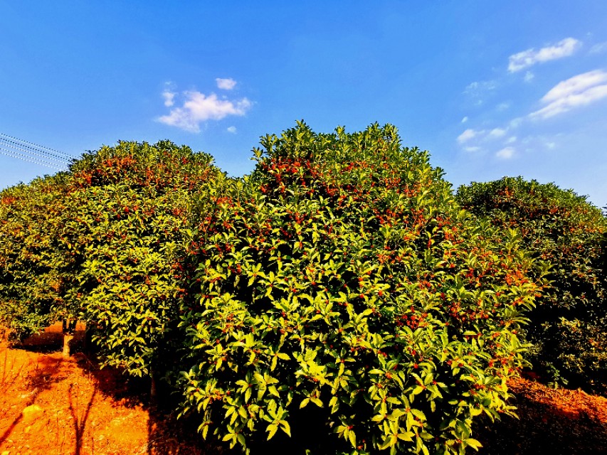金秋十月金灿灿的桂花又香又美丽,又香又美的红桂花
