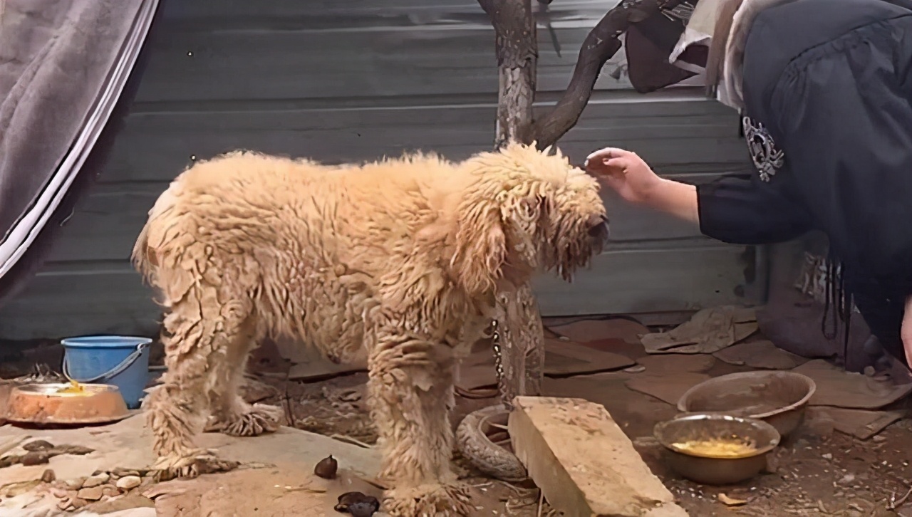 价值万元的巨贵犬，被用来看大棚，有些狗，真不适合在农村养