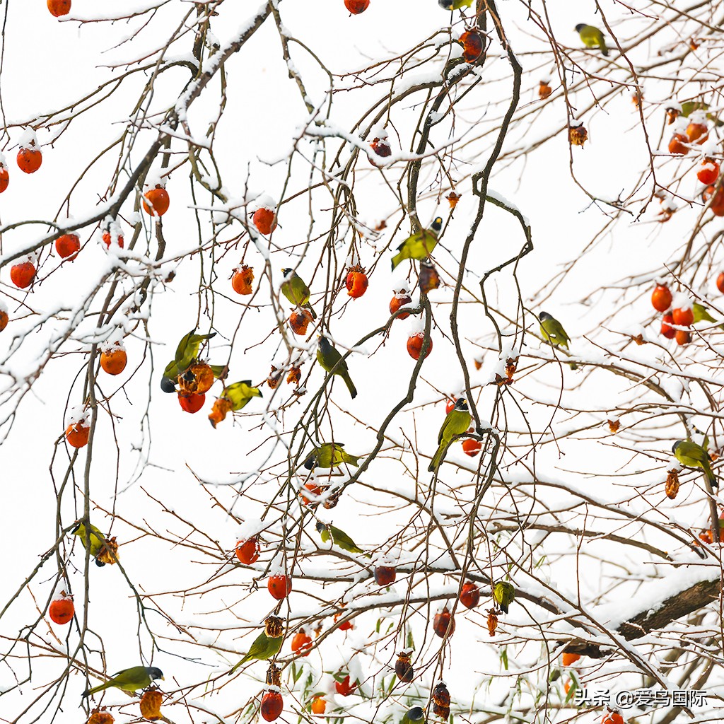 2020观鸟,观鸟大年影片