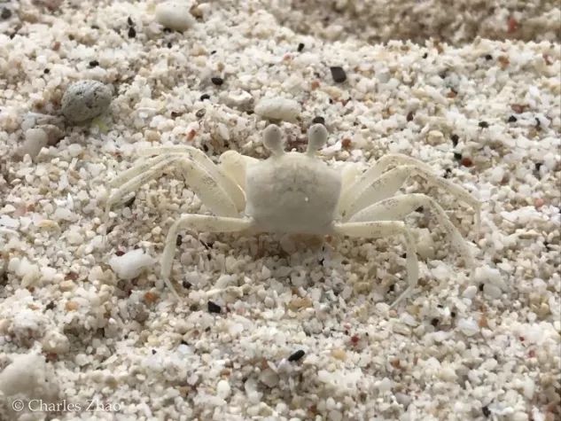 听说过网红猫岛、猪岛，见识过真正硬核的“蟹岛”吗？