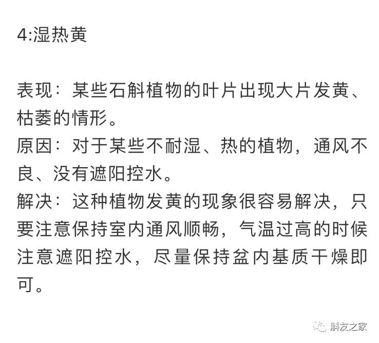 石斛兰叶子黑尖,石斛兰的茎杆子黄了怎么办