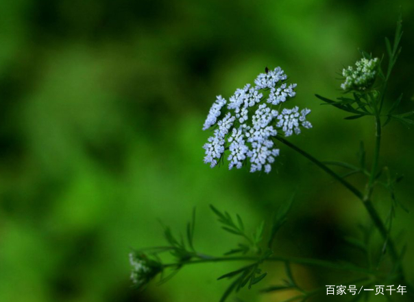 你知道世界上什么花最好养吗,你知道什么是世界上最好的花吗