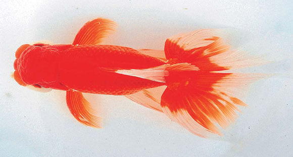 新手养金鱼哪种金鱼最好养,金鱼种类和饲养难度