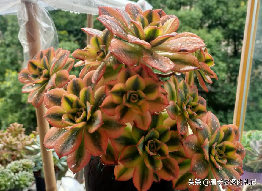 不怕晒的多肉该有哪几种,肉友喜欢的多肉品种