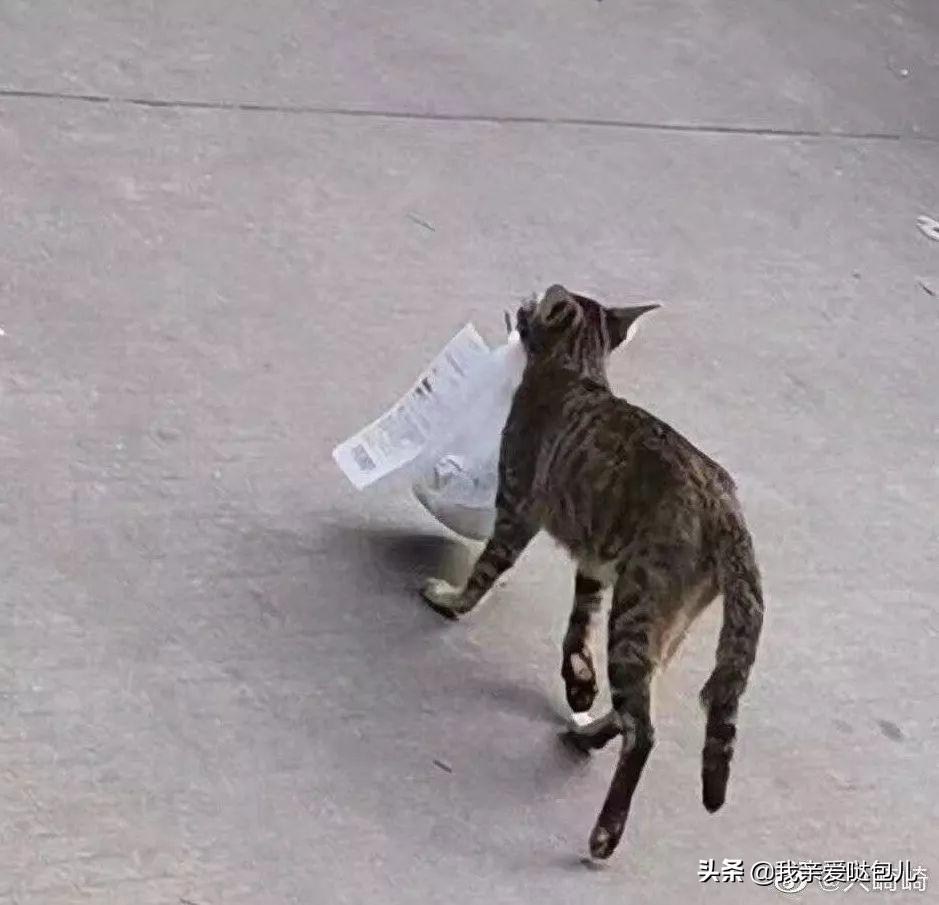 被全网通缉的狗,全网通缉的狗是谁