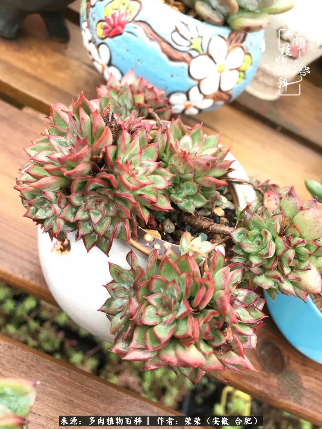 入秋后多肉是露养好还是室内养好,入夏后露养的多肉要搬进室内吗