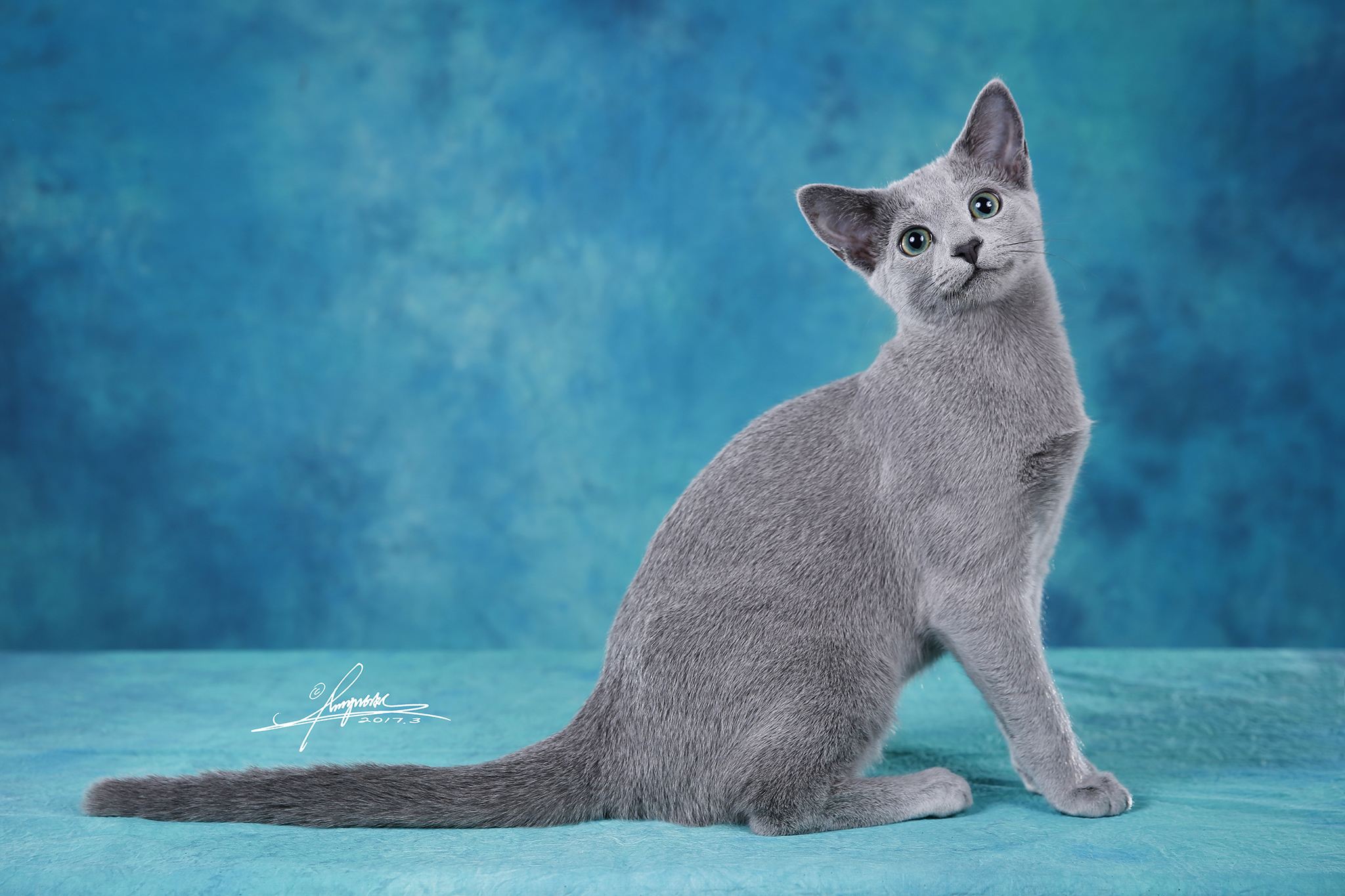 英短蓝猫和俄罗斯蓝猫的区别,英短蓝猫纯种俄罗斯蓝猫