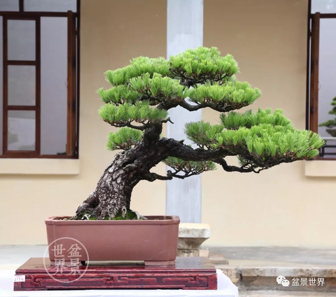 黑松盆景精品图片,黑松盆景精品欣赏