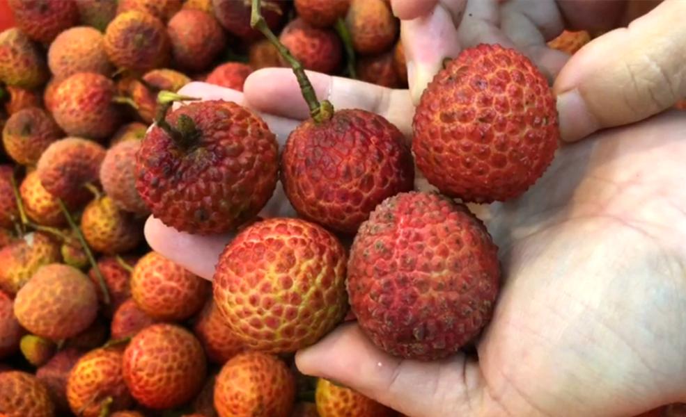 买荔枝买圆的还是尖的,荔枝不要碰的品种