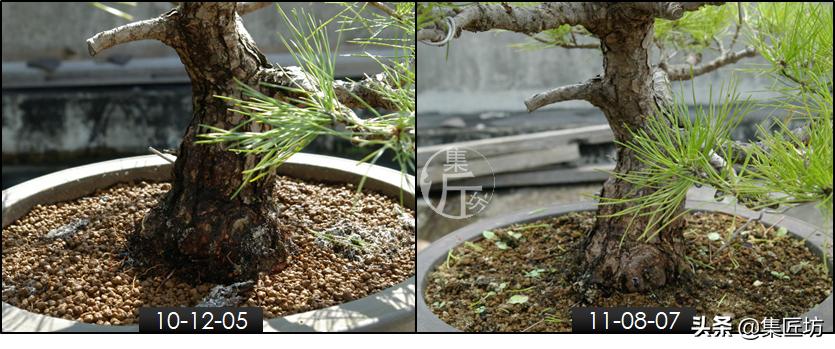 黑松盆景造型实例图解 (小型黑松造型盆景)