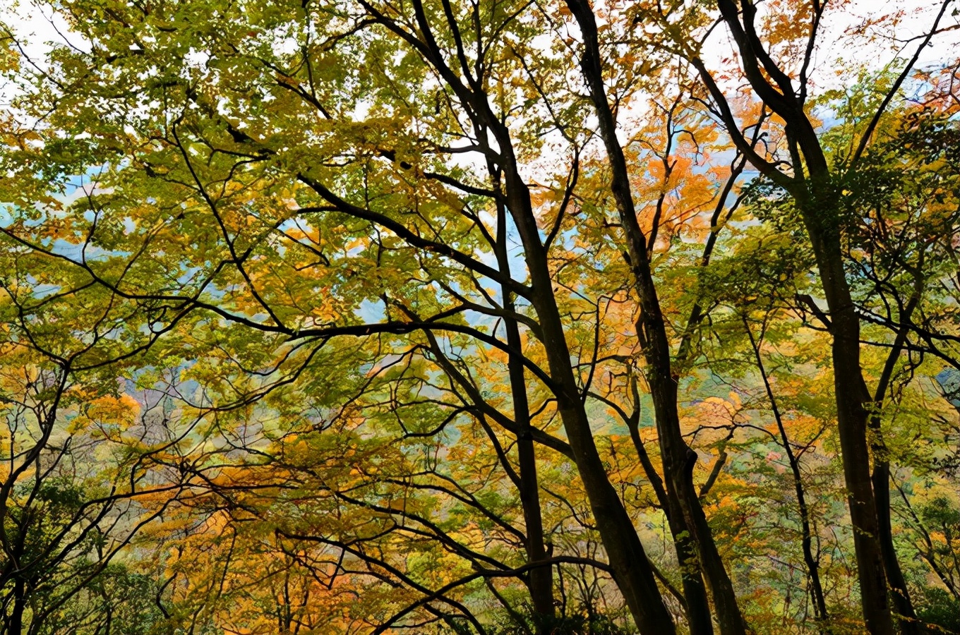 巴中光雾山红叶的最佳时间,红叶谷打卡地