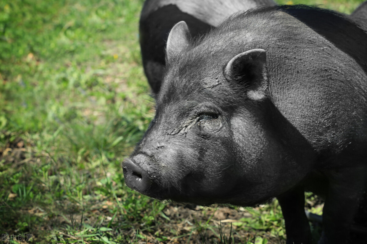 怀孕母猪各个阶段正确饲养方法,母猪怀孕期间分几个阶段怎么喂