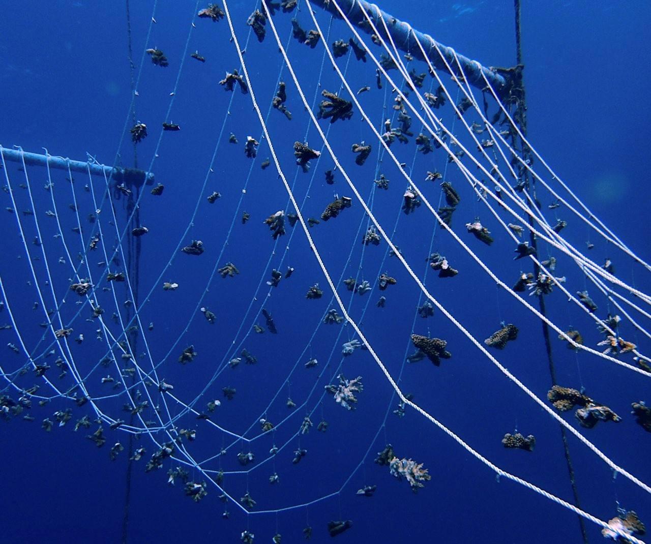 马尔代夫维拉岛,马尔代夫维拉私人岛完整版