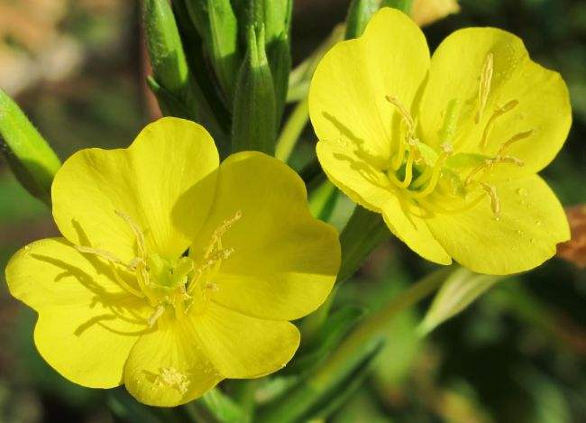 长白山龙合源特产严选,长白山特产前十名排行