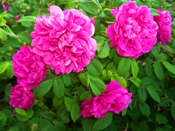 玫瑰花怎么养可以越养越好,玫瑰花怎么养才能长得快又茂盛