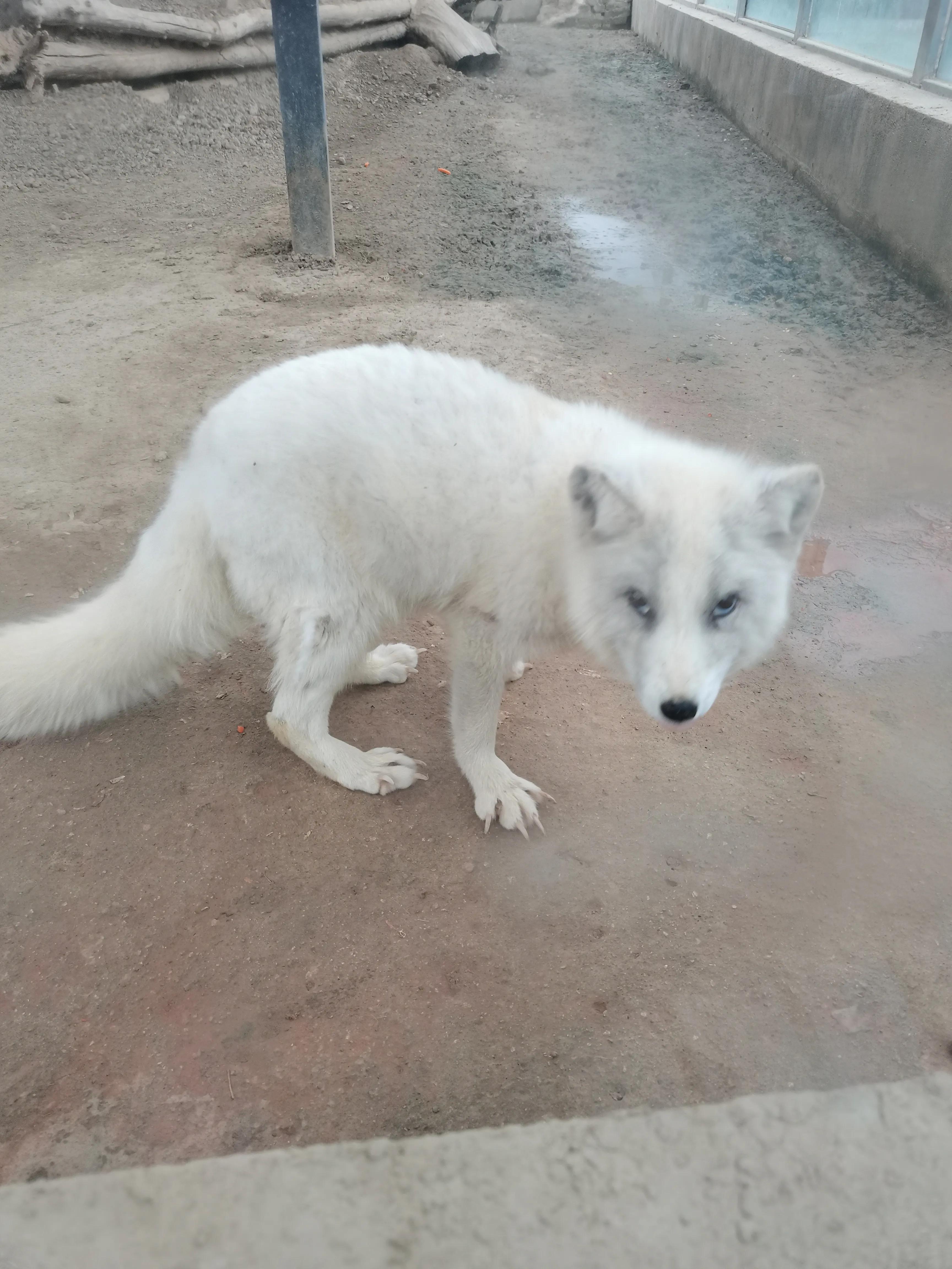 济南野生动物园和宿州野生动物园,宿州野生动物园到宿州皇藏峪