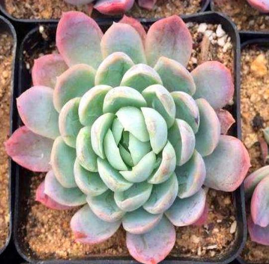 夏养多肉冰梅容易黑腐化水？盆栽往3方面下功夫，看着仙气飘飘