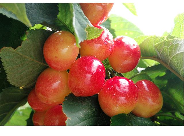 大樱桃为何不宜多吃,便宜的大樱桃能吃吗