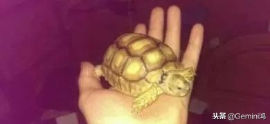 文玩小乌龟,文玩乌龟代表什么