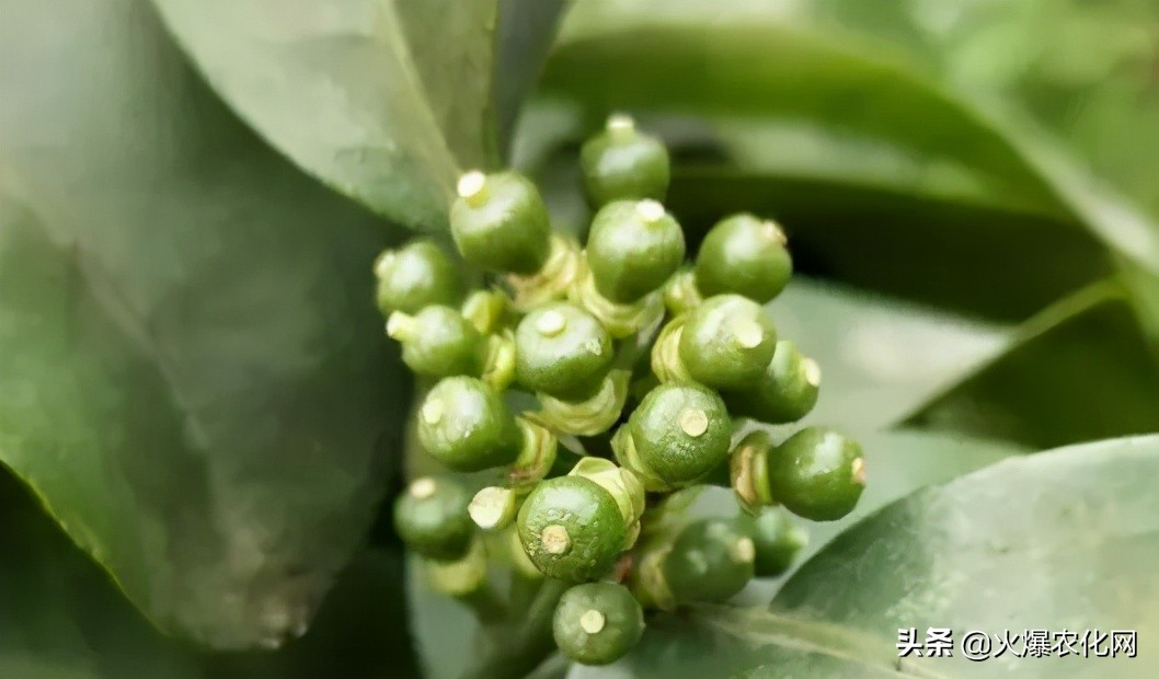 保花保果补硼,果树花前补硼有什么好