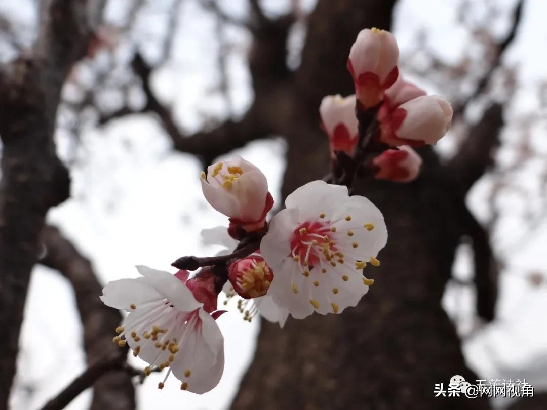 春风春雨催春色,春燕春声奏*光春**(总第724期)