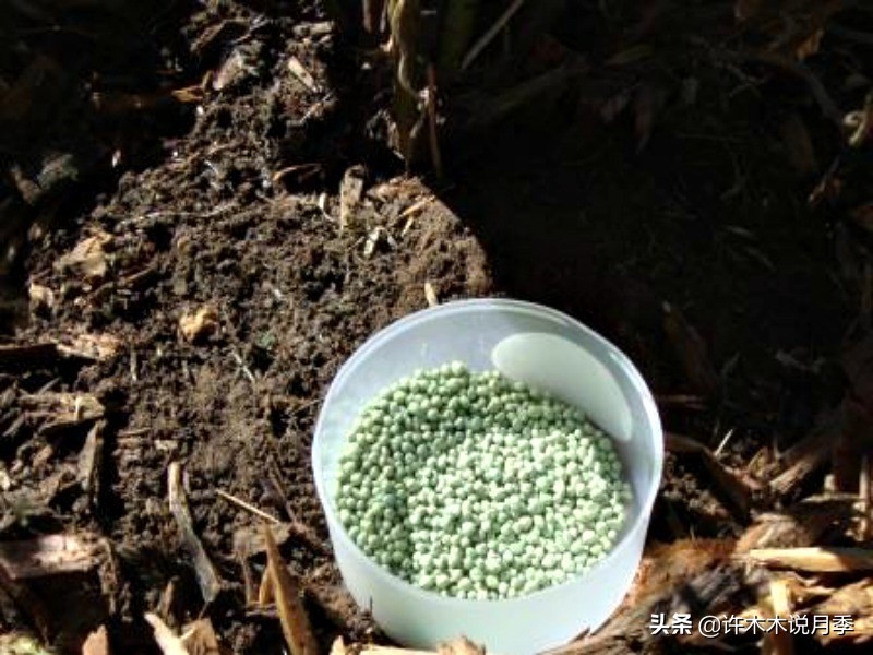 种了月季遇到下雨会不会淹死,月季被尿浇死怎么补救