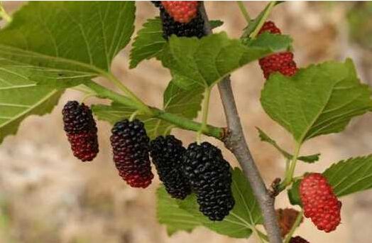 105种野草图片大全,105种野草的图片功效与作用