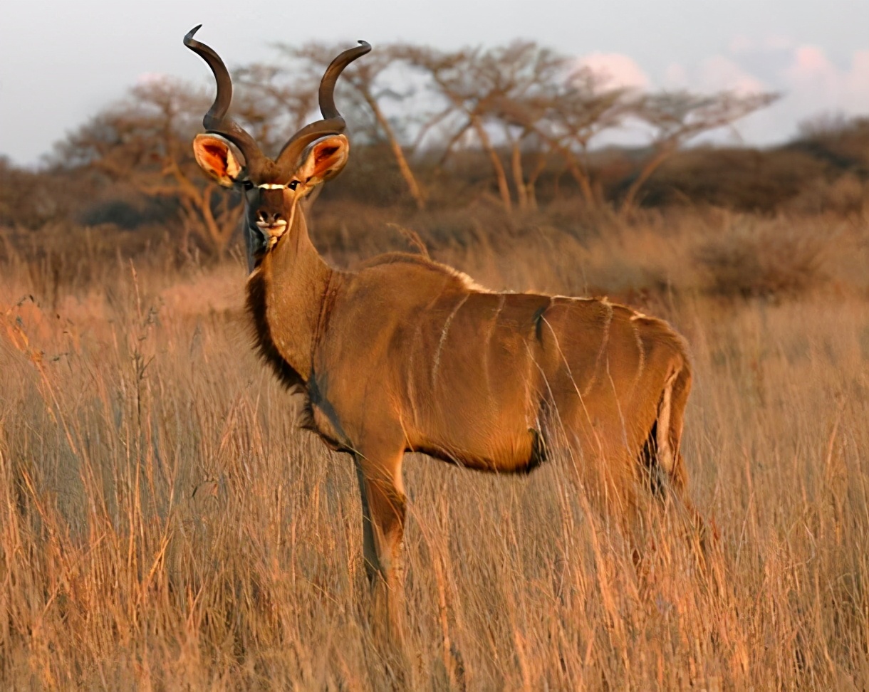 非洲神秘的野性力量——MeerminKuduJumper半工装靴