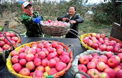 果农卖果的难点,现在有果农卖果难吗